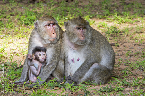 Macaque family in Angkor wat -  the khmer temple complex with roots and trees over the walls - Siem Reap  Cambodia