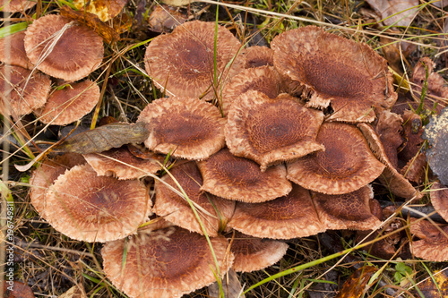 Large group og mushrooms grows on tree butt.