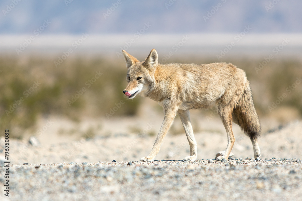 Koyote Koyote