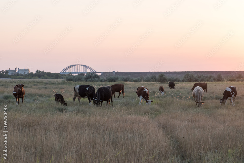 herd of cows on a summer green field at sunset