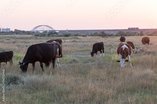 Wallpaper Mural A herd of cows on a summer green field at sunset Torontodigital.ca