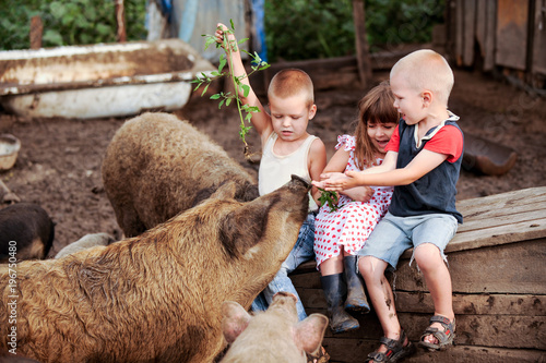 A girl from Italy came to visit Russian boys. One girl and two boys feed the pigs. The concept of friendship between peoples and love of animals.
