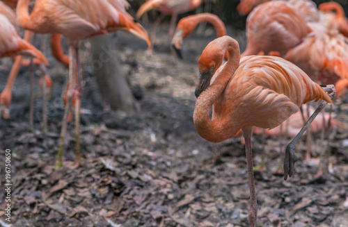 Pink big bird Greater Flamingo