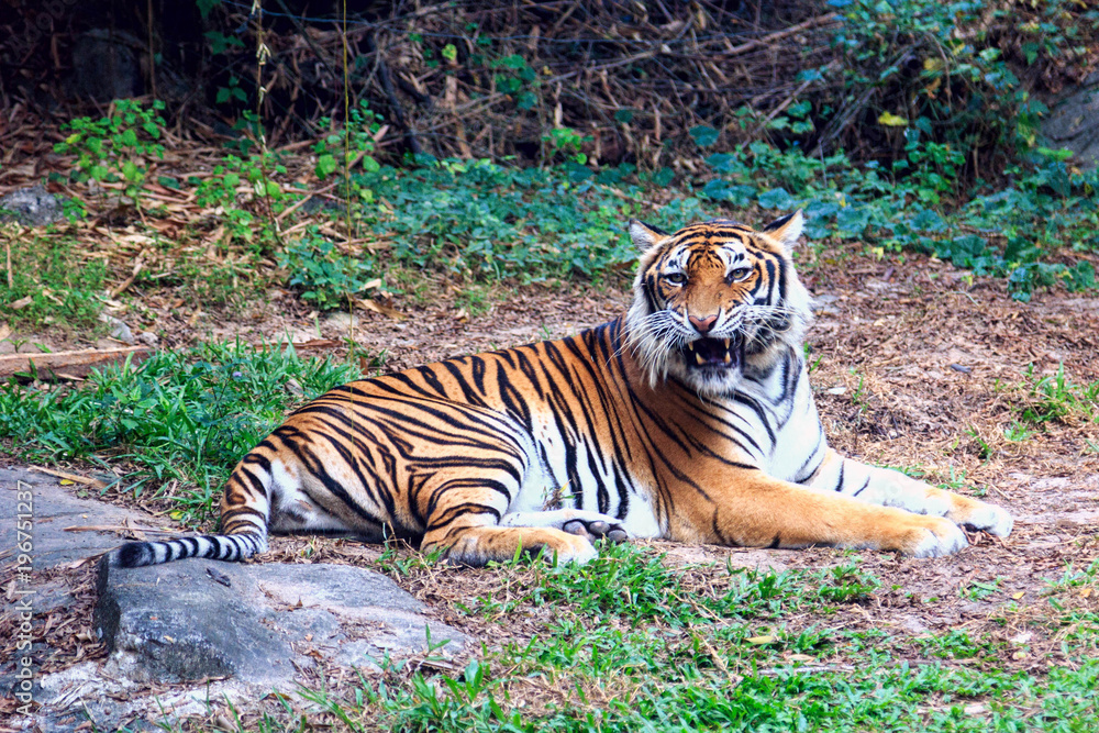 Tigr Tiger Tigr Tiger