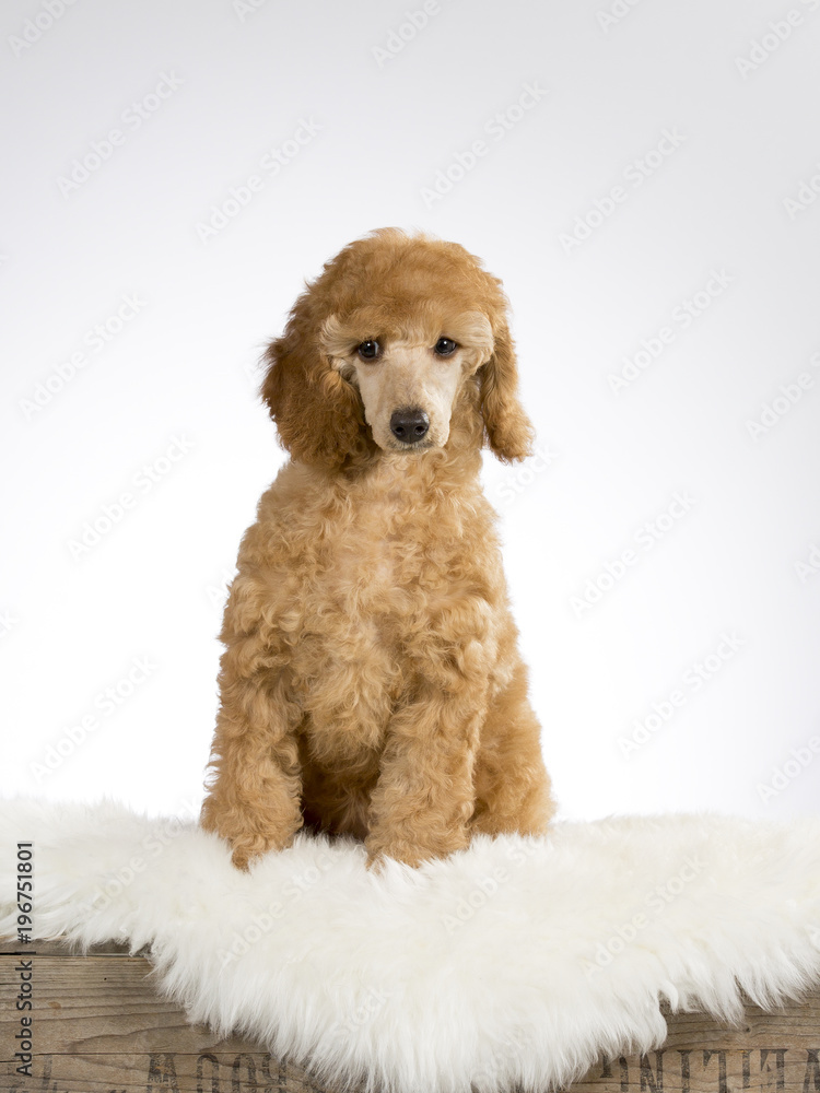 Poodle puppy in a studio with white background. Poodle puppy in a studio with white background.