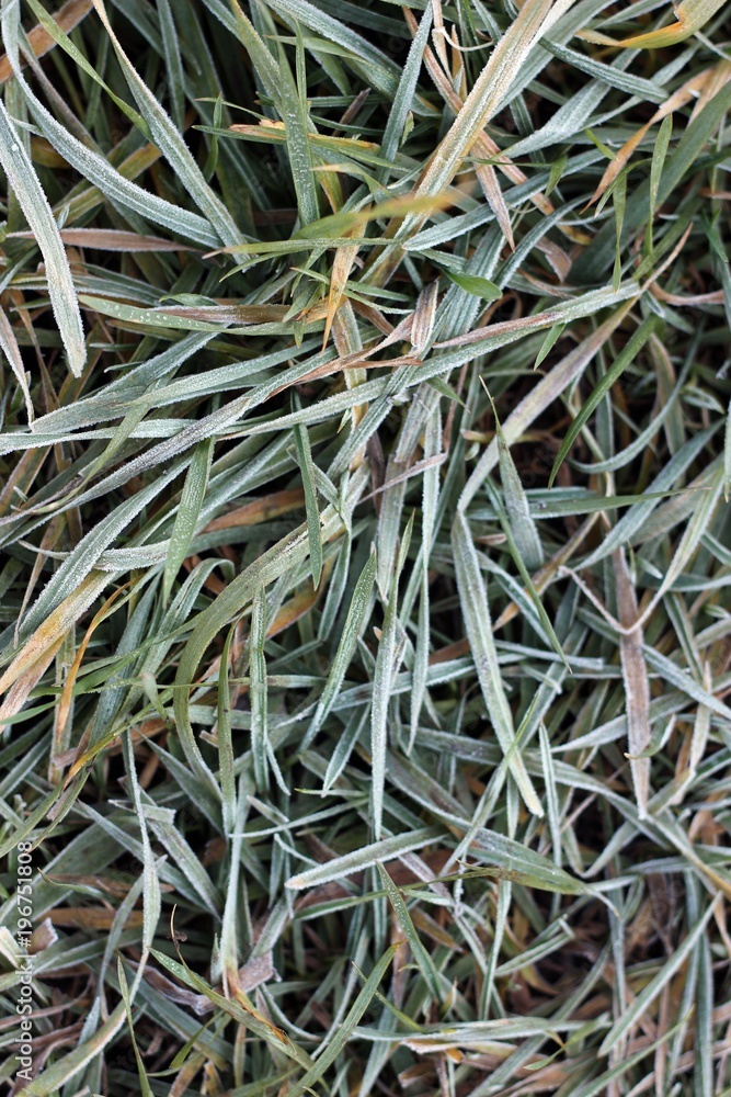 frozen grass in late fall