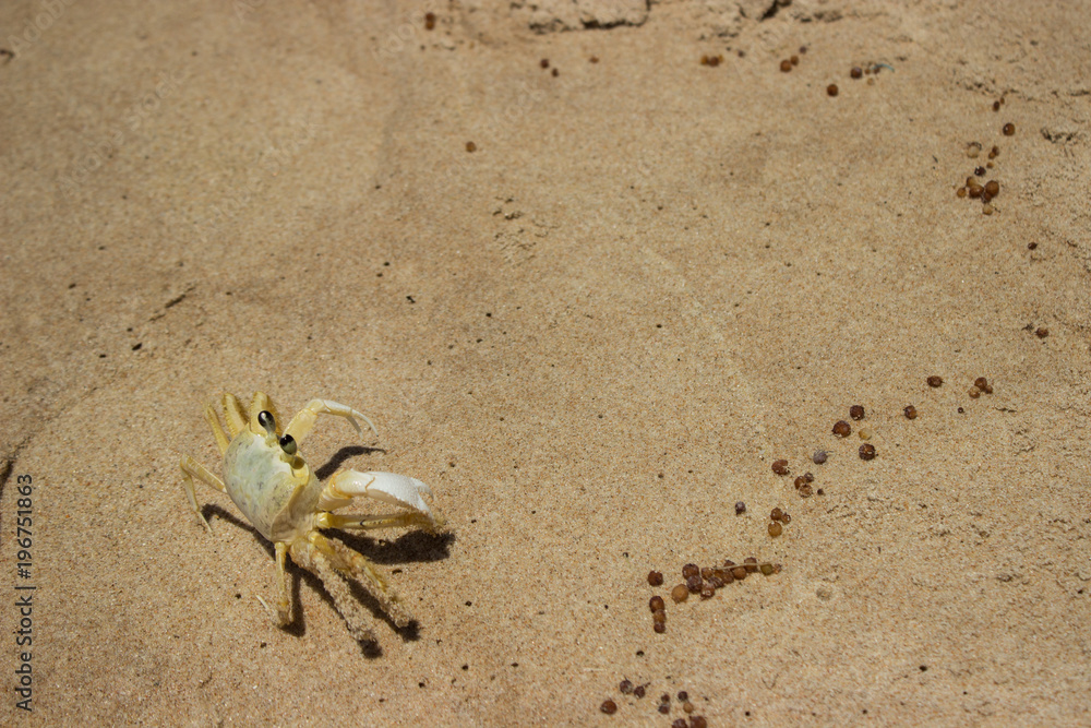 small yellow crab on the sand of a Brazilian beach