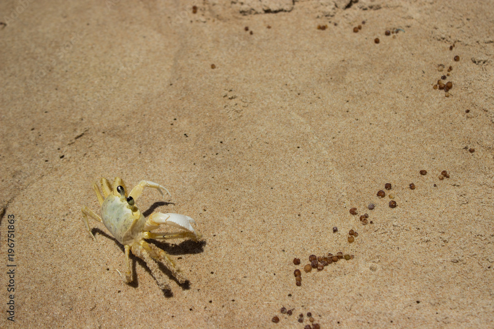 small yellow crab on the sand of a Brazilian beach small yellow crab on the sand of a Brazilian beach