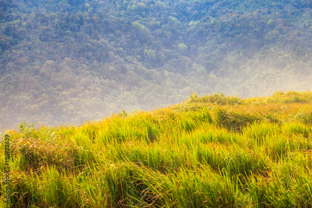 Freash green grass,  Phu Lom Lo mountain, Loei , Thailand