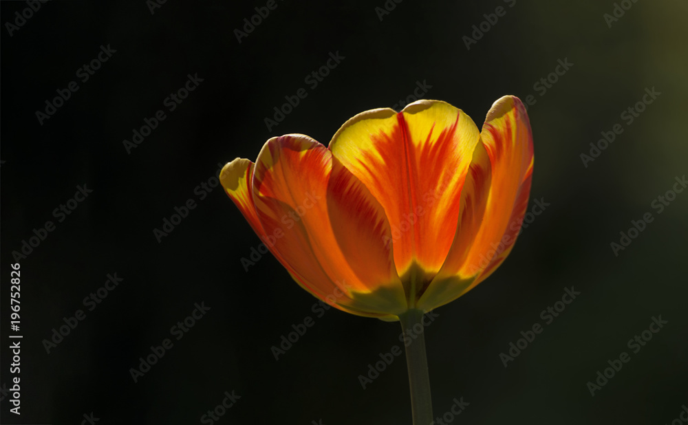 leuchtende Tulpe vor schwarzen hintergrund leuchtende Tulpe vor schwarzen hintergrund