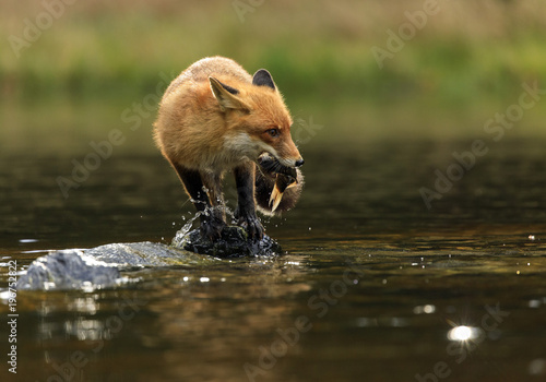 Red fox at the small pond