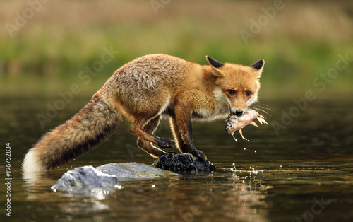 Red fox at the small pond