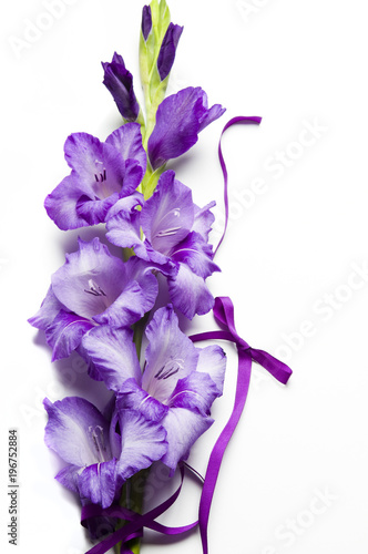 Fotografia a romantic flower gladiola with purple ribbon over white background