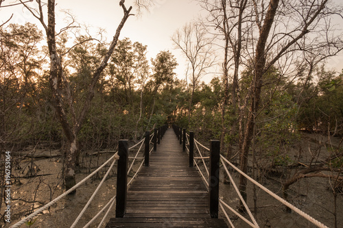 evening mangrove forest Wood bridge