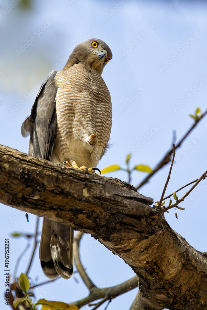 Shikra (small goshawk) in Kanha National Park in India Shikra (small goshawk) in Kanha National Park in India