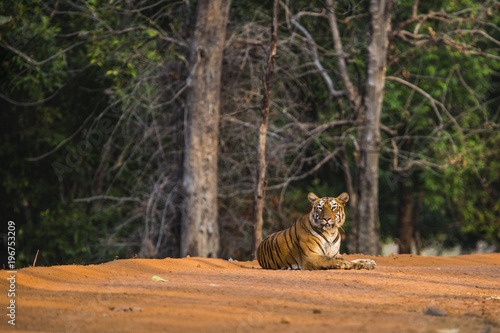 Tiger resting in Tadoba National Park in India