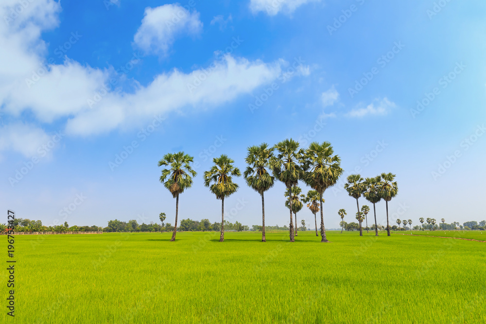 Rice paddy and sugar palm or toddy palm trees on paddy dike, nature view of rural area in Thailand