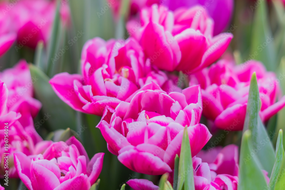 pink tulips field, soft focus