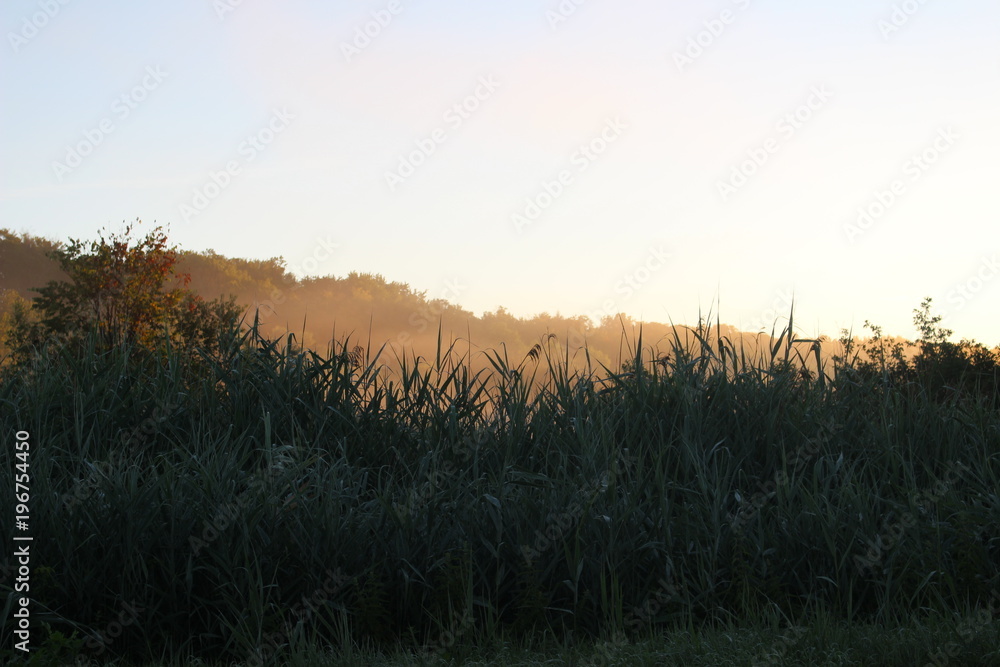 Tree Shadows at Sunrise 