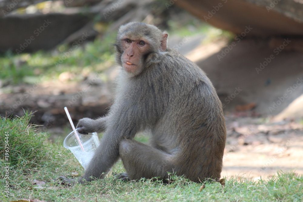 Fototapeta premium Monkeys, live at public Thailand park Asia, it is eating food.