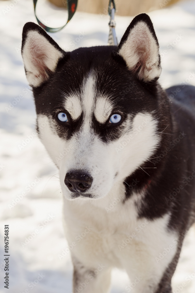 Closeup portrait of grumpy Siberian husky dog