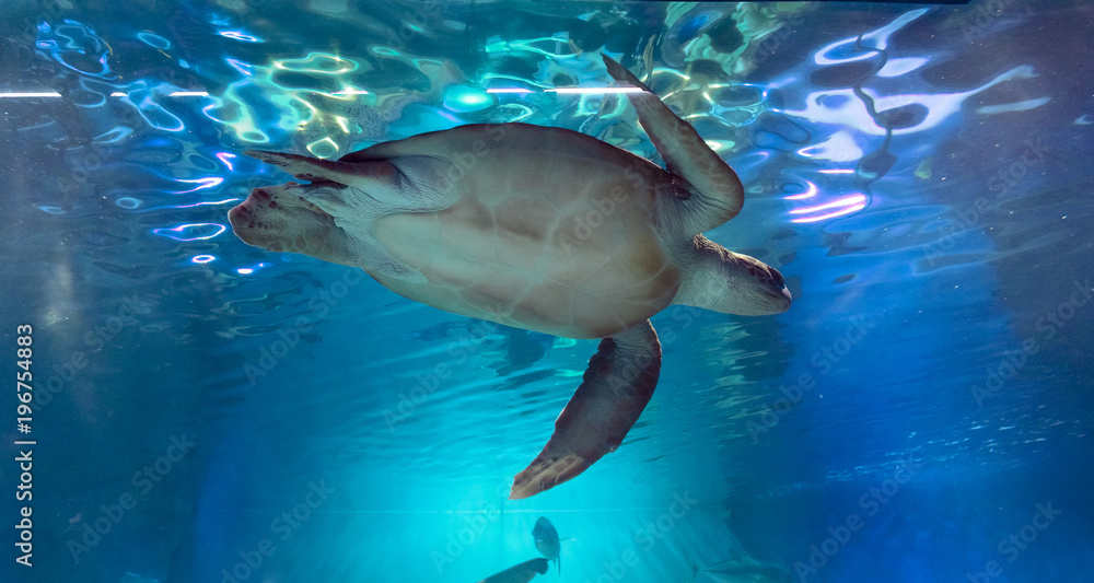 Fototapeta premium Green sea turtle swimming in the water