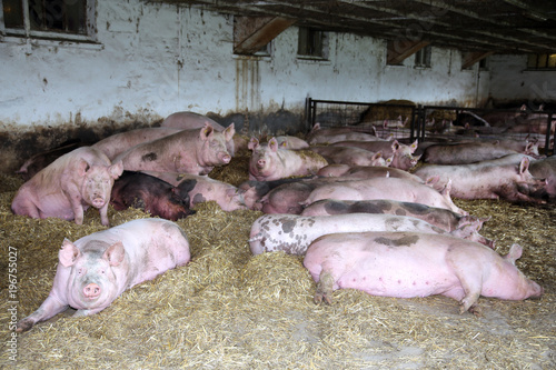 Group of mighty pregnant sows laying on fresh hay in the barn photo