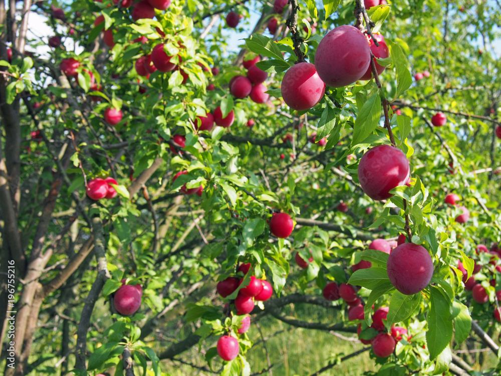 Obraz premium Plum trees in fruit garden