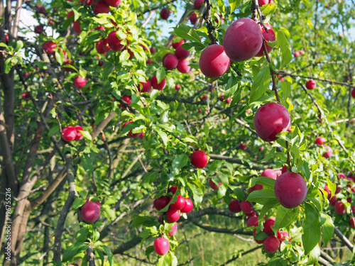 Plum trees in fruit garden