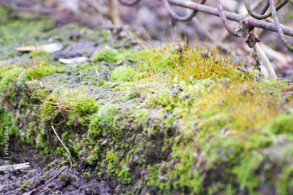 Obraz premium moss and lichen concrete fence