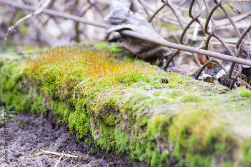 moss and lichen concrete fence