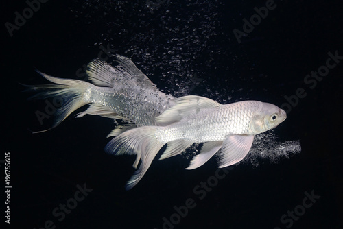platinum carp fish in aquarium cabinet black background