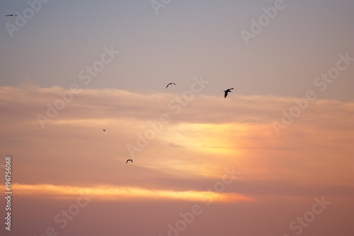Seagulls in the colored evening sky