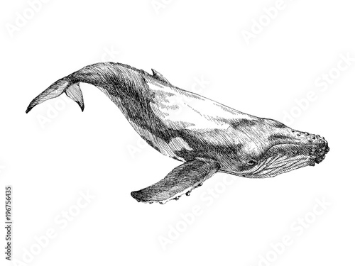 Graphical hand painted whale isolated on white background. Vector illustration. Sperm whale and humpback whale
