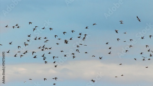  bird migration