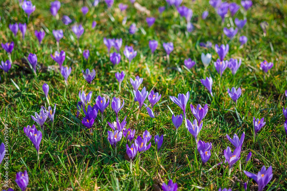 Fototapeta premium Some Crocus growing in the wild 