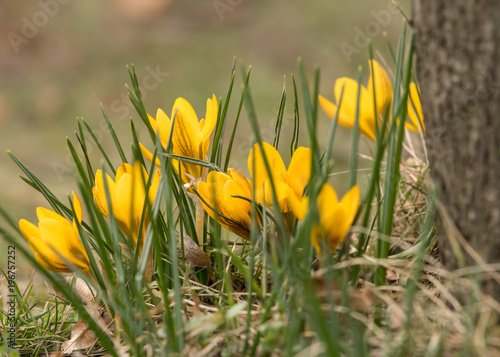 A group of yellow crocus n the garden