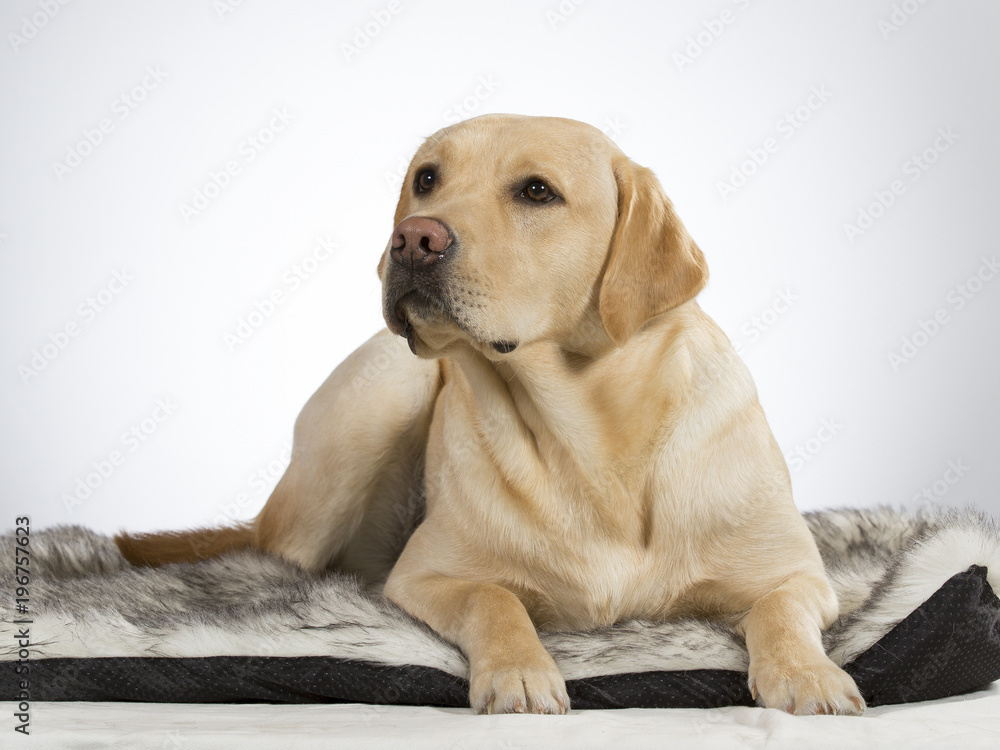 Labrador portrait. Image taken in a studio with white background. The dog looks a bit depressed. Labrador portrait. Image taken in a studio with white background. The dog looks a bit depressed.