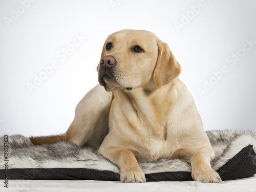 Labrador portrait. Image taken in a studio with white background. The dog looks a bit depressed.