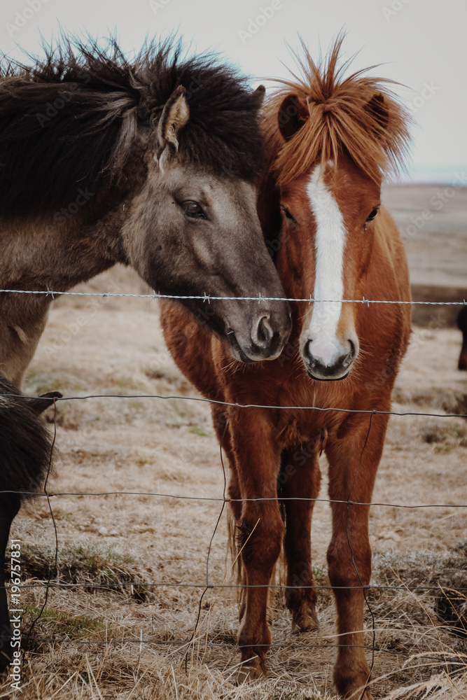 Obraz premium young icelandic horses