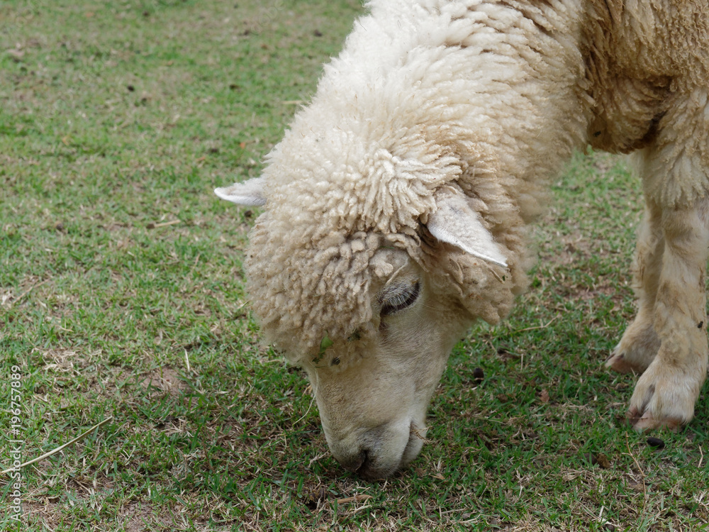 Domestic white sheep grazing or eating green grass in meadow or pasture in a farm used in concepts of livestock, animal, and farming Domestic white sheep grazing or eating green grass in meadow or pasture in a farm used in concepts of livestock, animal, and farming