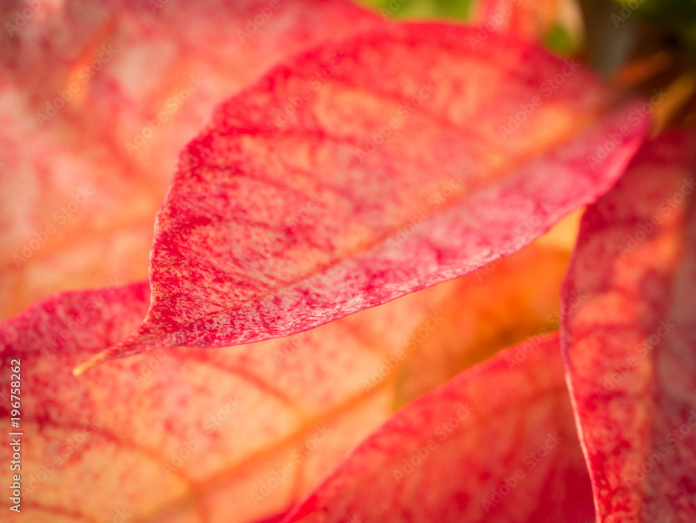 Obraz premium The White Striped Red Poinsettia Leaf