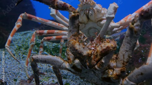 Two giant japanese spider crabs slowly moving. Macrocheira kaempferi