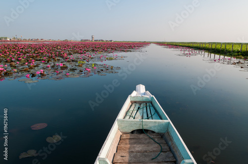 Red lotuses blossom early in the morning during March to May at the small lake call Thale noi.