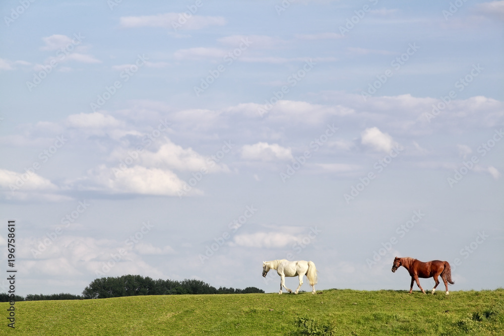 brown and white horses walk on pasture over sky