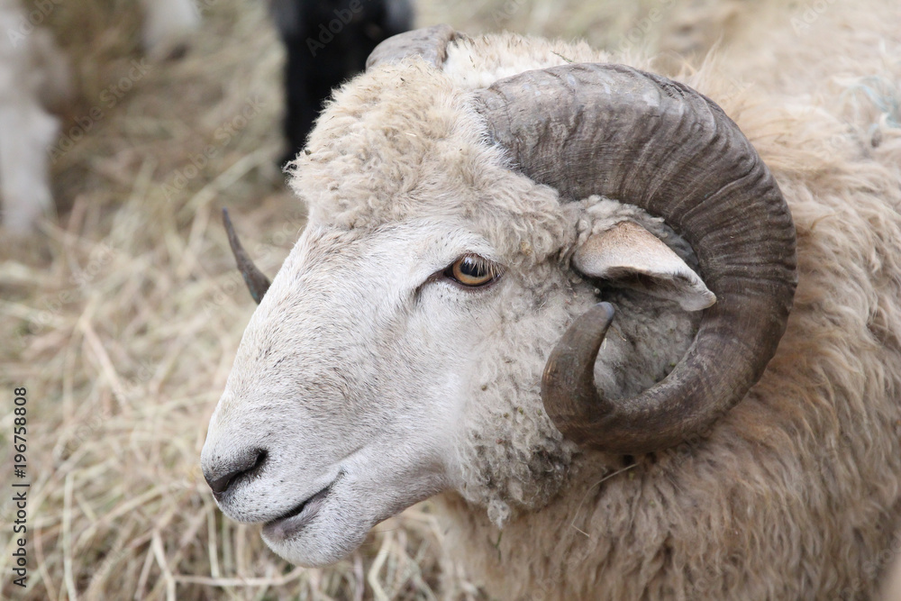 a head of a sheep living in a farm