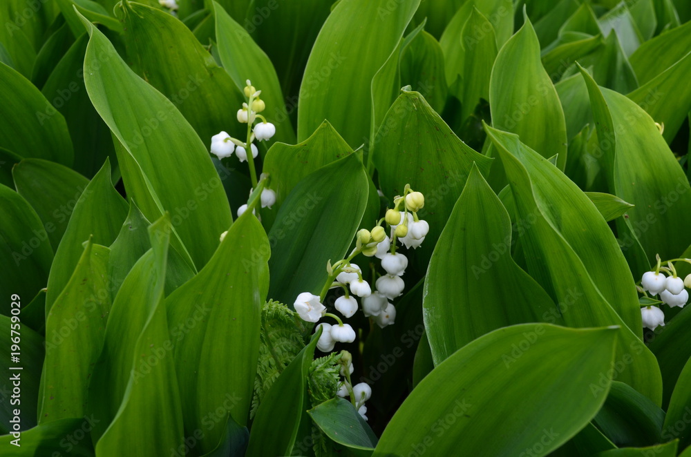 Kwitnące konwalie w liściach, Convallaria majalis