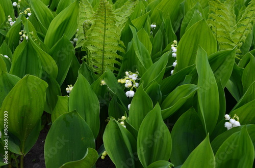 Wiosna, kwitnące konwalie w paprociach, Convallaria majalis