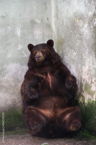 A resting brown bear