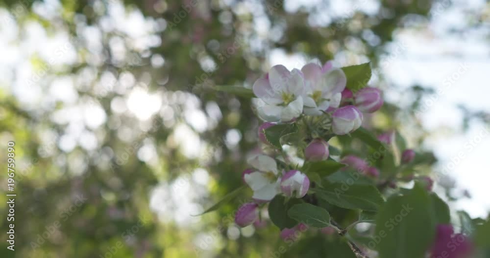 Slow motion handheld shot of blossoming apple tree in a garden Slow motion handheld shot of blossoming apple tree in a garden